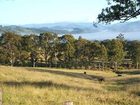 фото отеля Bluegums Cabins Dungog