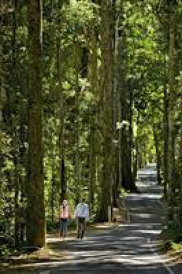 фото отеля O'Reilly's Rainforest Retreat