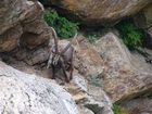 фото отеля Albergo Gran Paradiso Valsavarenche