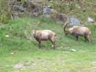 фото отеля Albergo Gran Paradiso Valsavarenche