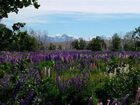 фото отеля Lakeview Tekapo