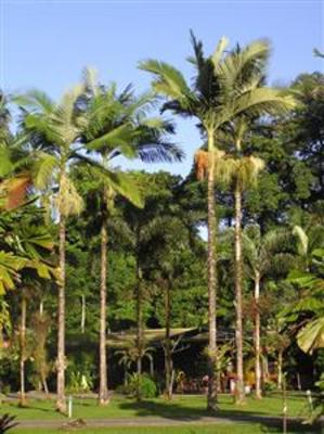 фото отеля Lync Haven Rainforest Retreat