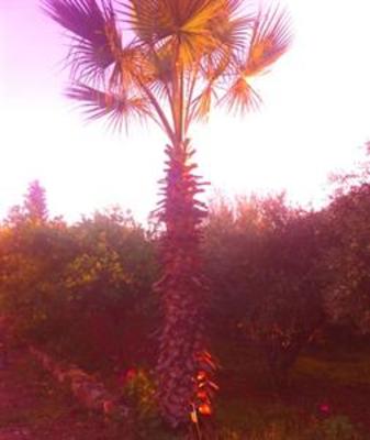 фото отеля Creta Vitalis