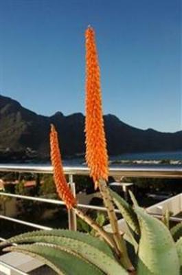 фото отеля Hout Bay View