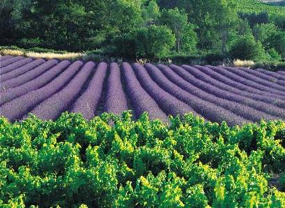 фото отеля Dolce Fregate Provence