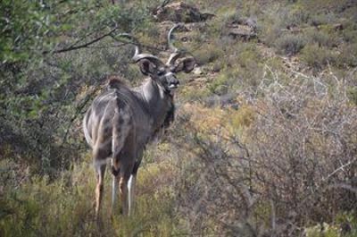 фото отеля African Game Lodge