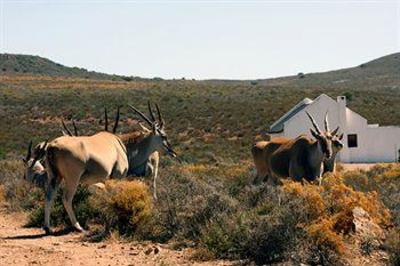 фото отеля African Game Lodge