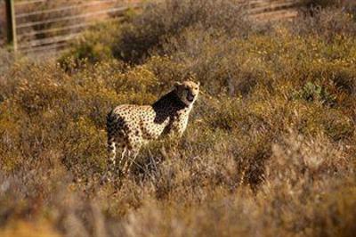 фото отеля African Game Lodge