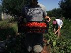 фото отеля Agriturismo Masseria Bellolio Carovigno