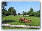 фото отеля Inn Gostisce Marincic