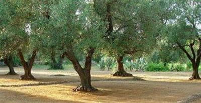 фото отеля Masseria Incantalupi