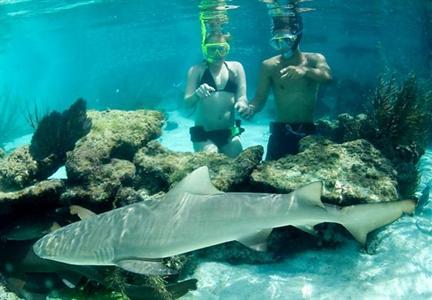 фото отеля Frenchmans Reef and Morning Star Beach Resort Saint Thomas (Virgin Islands, U.S.)