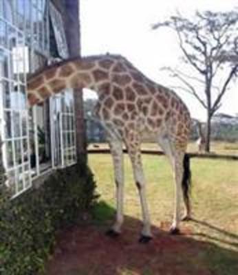 фото отеля Giraffe Manor Hotel Nairobi