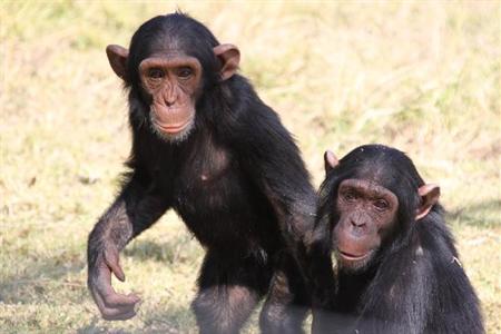 фото отеля Chimp Eden Boutique Hotel