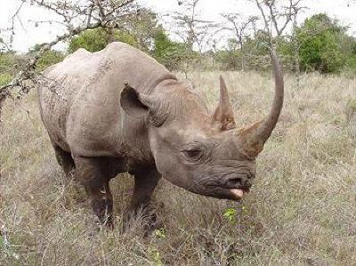 фото отеля Sweetwaters Tented Camp Nanyuki