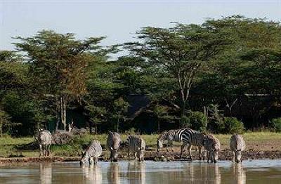 фото отеля Sweetwaters Tented Camp Nanyuki