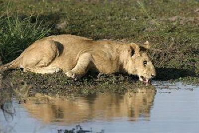 фото отеля Sweetwaters Tented Camp Nanyuki