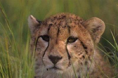 фото отеля Sweetwaters Tented Camp Nanyuki