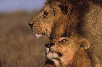 фото отеля Sweetwaters Tented Camp Nanyuki