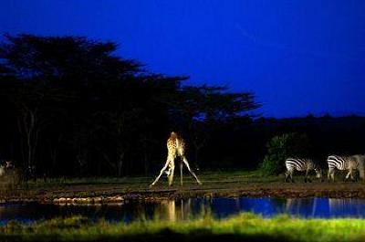 фото отеля Sweetwaters Tented Camp Nanyuki