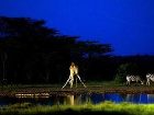 фото отеля Sweetwaters Tented Camp Nanyuki