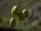 достопримечательность Botanical Park Of Crete - фото туристов