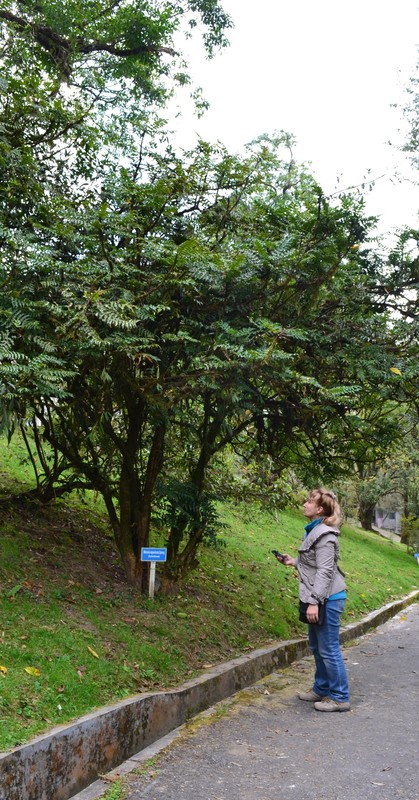 достопримечательность Lloyd Botanical Garden - фото туристов