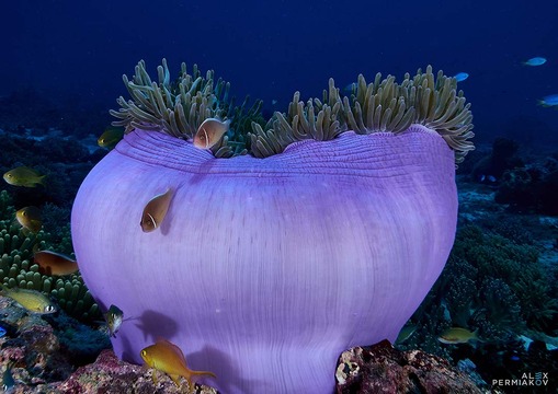 достопримечательность Tropical Divers Dive Center - фото туристов