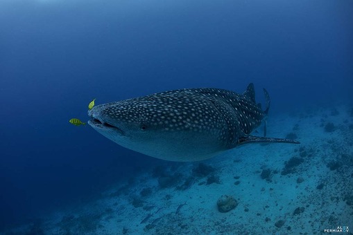 достопримечательность Tropical Divers Dive Center - фото туристов