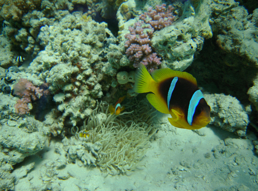 достопримечательность Sharm El Luli - фото туристов - Sharm El Luli, Egipt